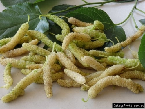 شتلات توت كشميري ابيض