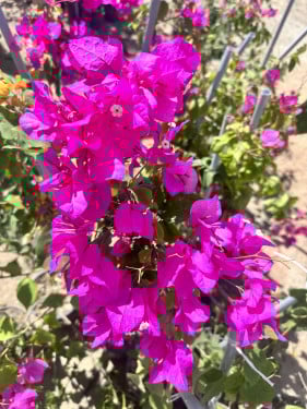 شتلات جهنميه جلابرا تايلندي