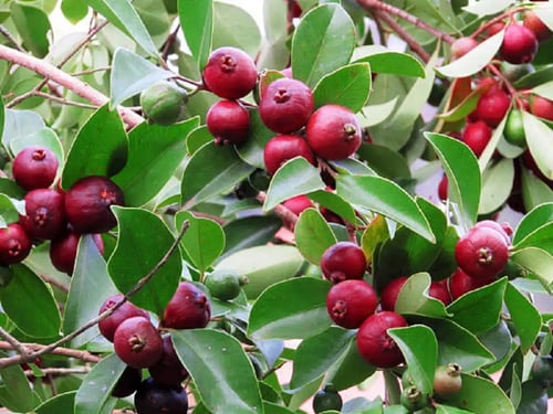 شتلات جوافه فراوله