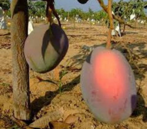 شتلات مانجو نعومي كبير