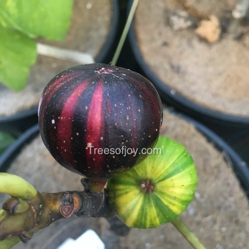 شتلات تين تايقر احمر