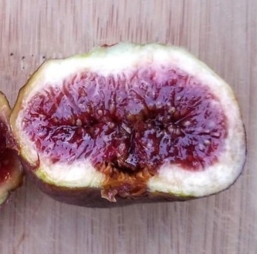 شتلات تين دي لا قلوريا تين المجد