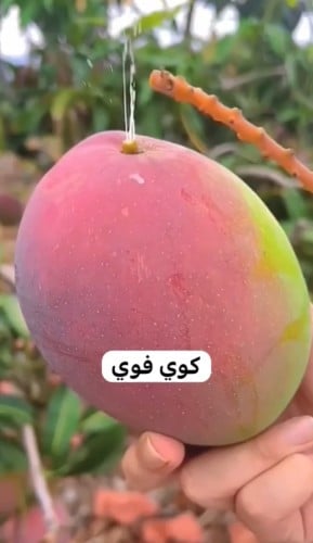 شتلات مانجو كوي فوي صغير