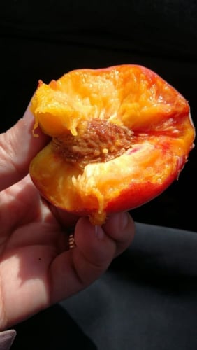 خوخ فلوريدا برنس