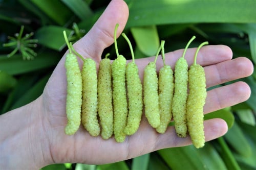 شتلات توت كشميري ابيض