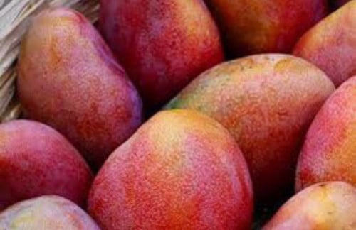 شتلات مانجو نعومي كبير