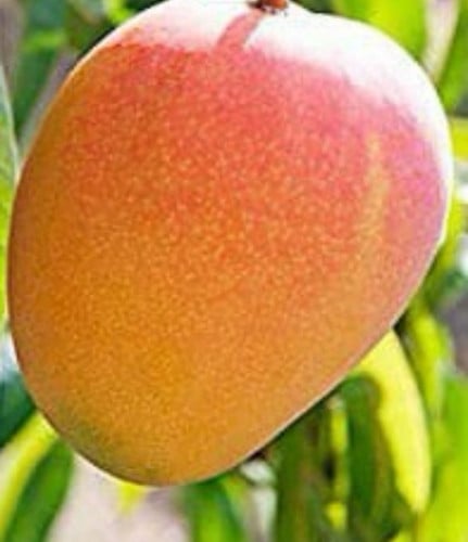 شتلات مانجو R2A2 صغير