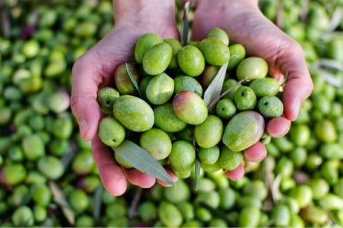 شتلات زيتون نيبالي محسن