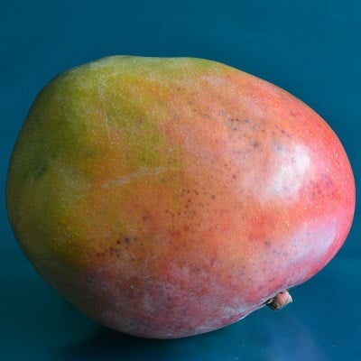 شتلات مانجو شيلي صغير