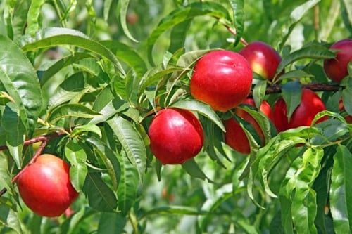 خوخ نكتارين كيس ١.٥ متر