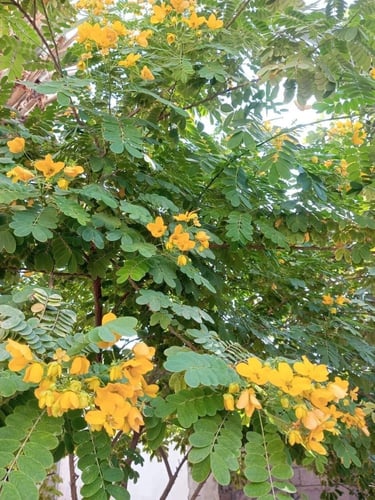 شتلات اكاسيا جلوكا