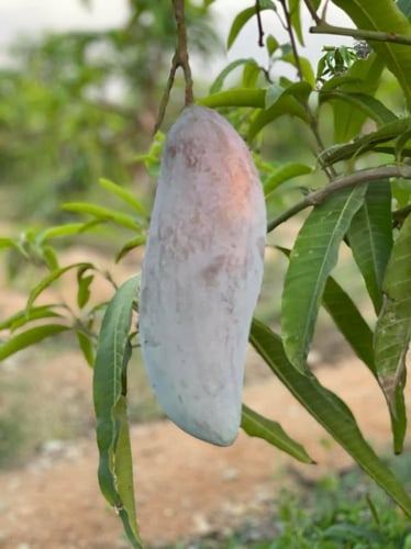 شتلات مانجو مها شنوك كبيره