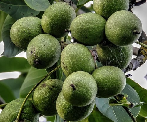 جوز عين الجمل