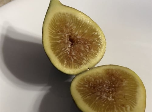 شتلات تين الشبلي السبلاوي