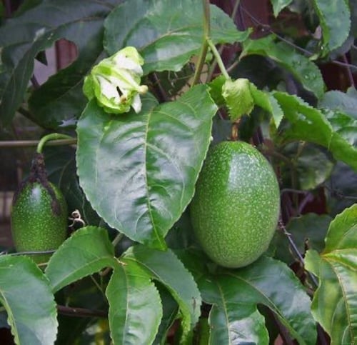 شتلات باشن فروت اصفر واحمر وبنفسجي