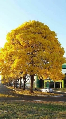 تبوبيا قولد