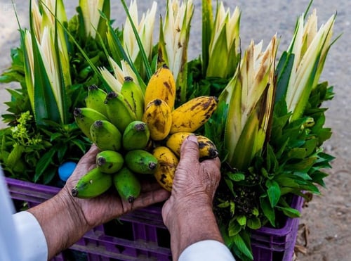 شتلات موز ذي عين الشهير الموز الجبلي
