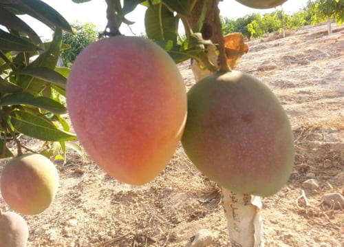 شتلات مانجو ياسمينا كبير