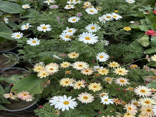 شتلات زهور مارجريت ‏Marguerite