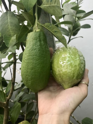 شتلات ليمون قلب التنين عمر ١٨ شهر