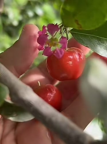 شتلات كرز تايلندي