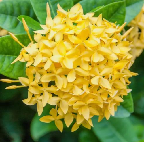 شتلات اكزورا دبل اصفر