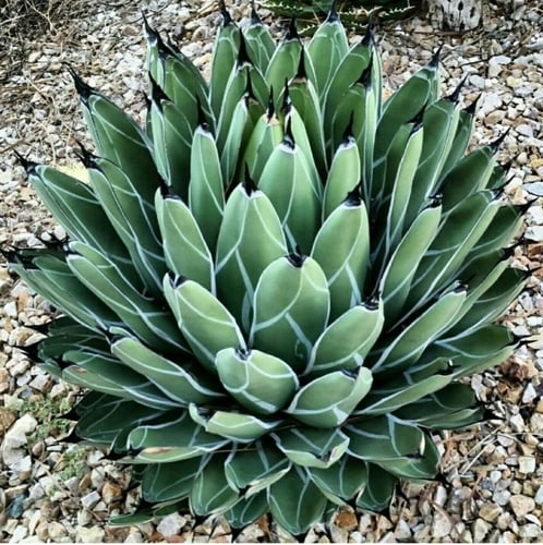 شتلات صبار اجاف فكتوريا