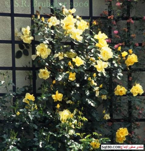 شتلات ورد جوري متسلق اصفر