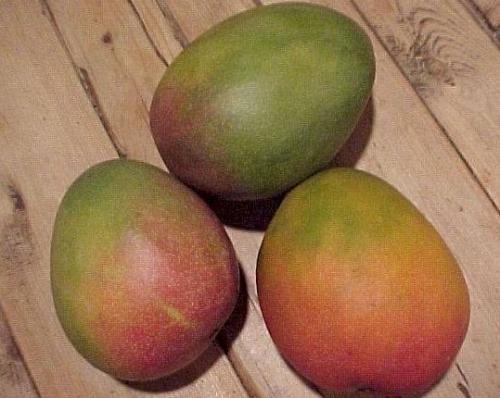 شتلات مانجو كنت صغير