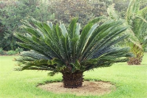 شتلات نخيل سايكس Cycas revoluta
