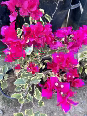 جهنميه مبرقش احمر