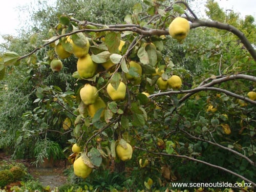 شتلات سفرجل