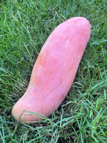 شتلات مانجو مها شنوك كبيره