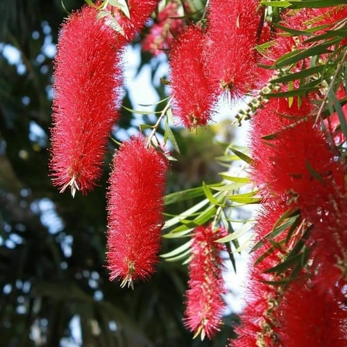 شتلات فرشاة الزجاج بتل بروش