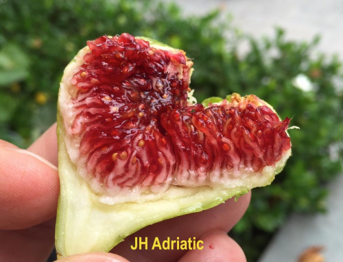 جي اتش ادرياتك