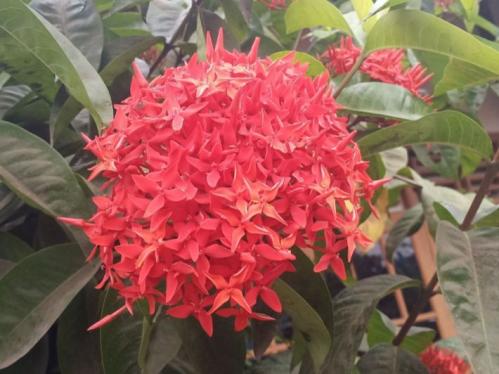 شتلات اكزورا دبل احمر