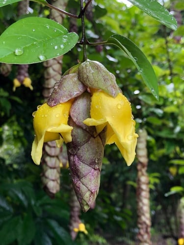 شتلات شجيرة منقار الببغاء Gemelina Philippinesis ك...