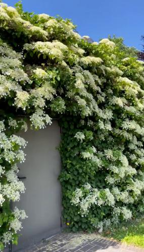 شتلات هيدرانجيا بيتيولاريس