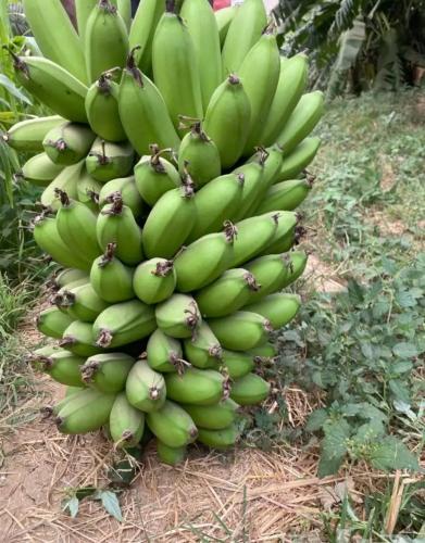 شتلات موز ذي عين الشهير الموز الجبلي