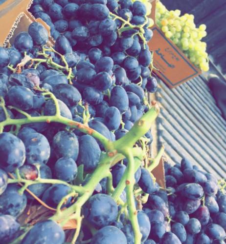 شتلات عنب رازقي اسود