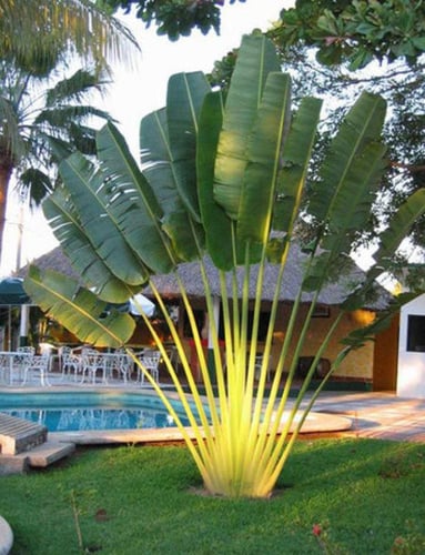 شتلات موز كذاب ريفيناليا Ravenala صغير