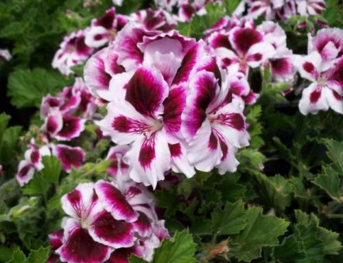 شتلات البلارجونيوم الملكي