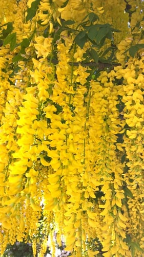 شتلات اكاسيا فيستولا