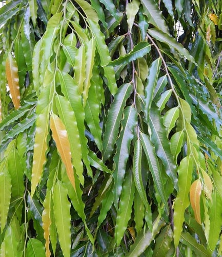 شتلات اشوكا Polyalthia longifolia