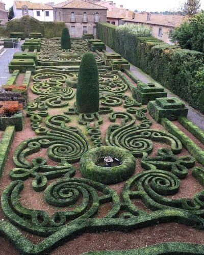 شتلات كرمونا ريتوسا