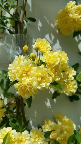 ورد متسلق ليدي بانكس اصفر