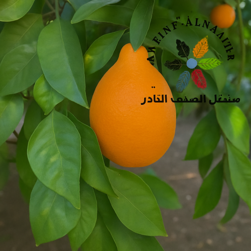 شتلات برتقال تانقلو عمر 18 شهر