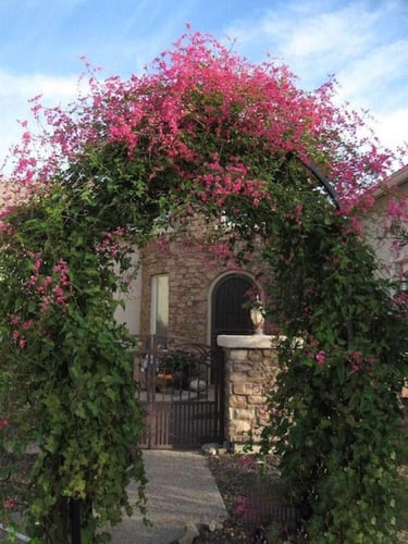 شتلات متسلقة المرجان الأنتيغون