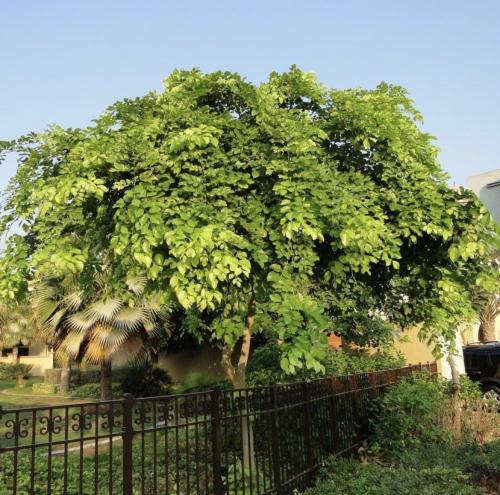 شتلات بونجاميا بيناتا Pongamia pinnata