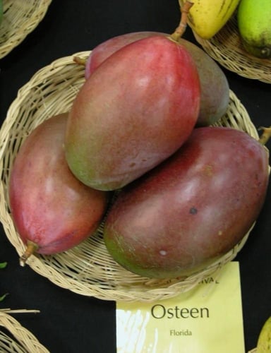 شتلات مانجو اوستن صغير